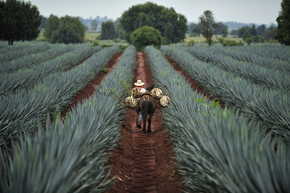 Lo que debes saber sobre el tequila Hola Zacatlán Entretenimiento