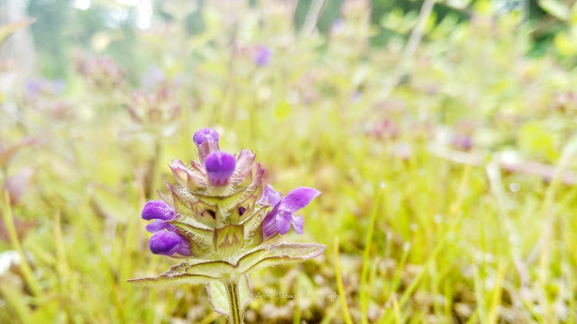 selfheal flower, purple 