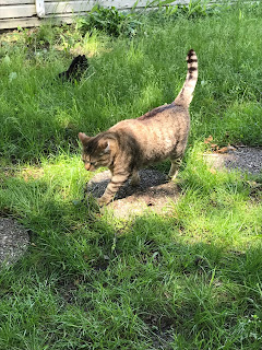 Patty, the lord of the manor