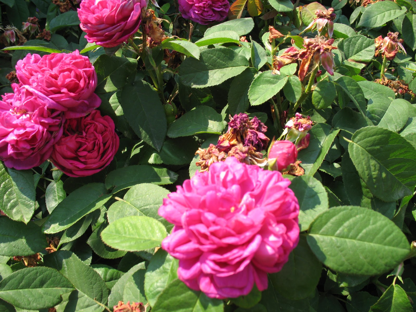 Roses Du Jardin Ch neland Rosier Rose De Rescht 