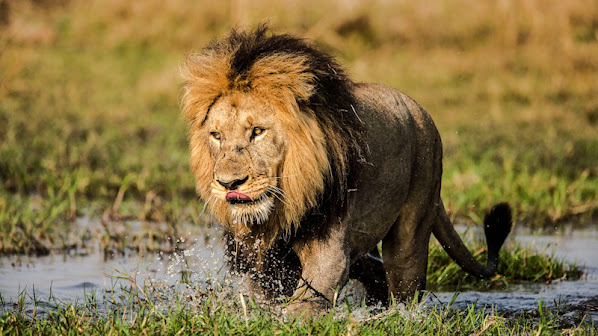 Male lion of Okavango Delta