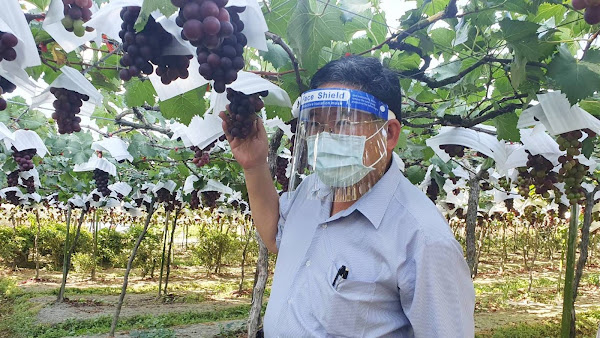 疫情影響彰化葡萄銷量 邱建富幫忙行銷巨峰葡萄
