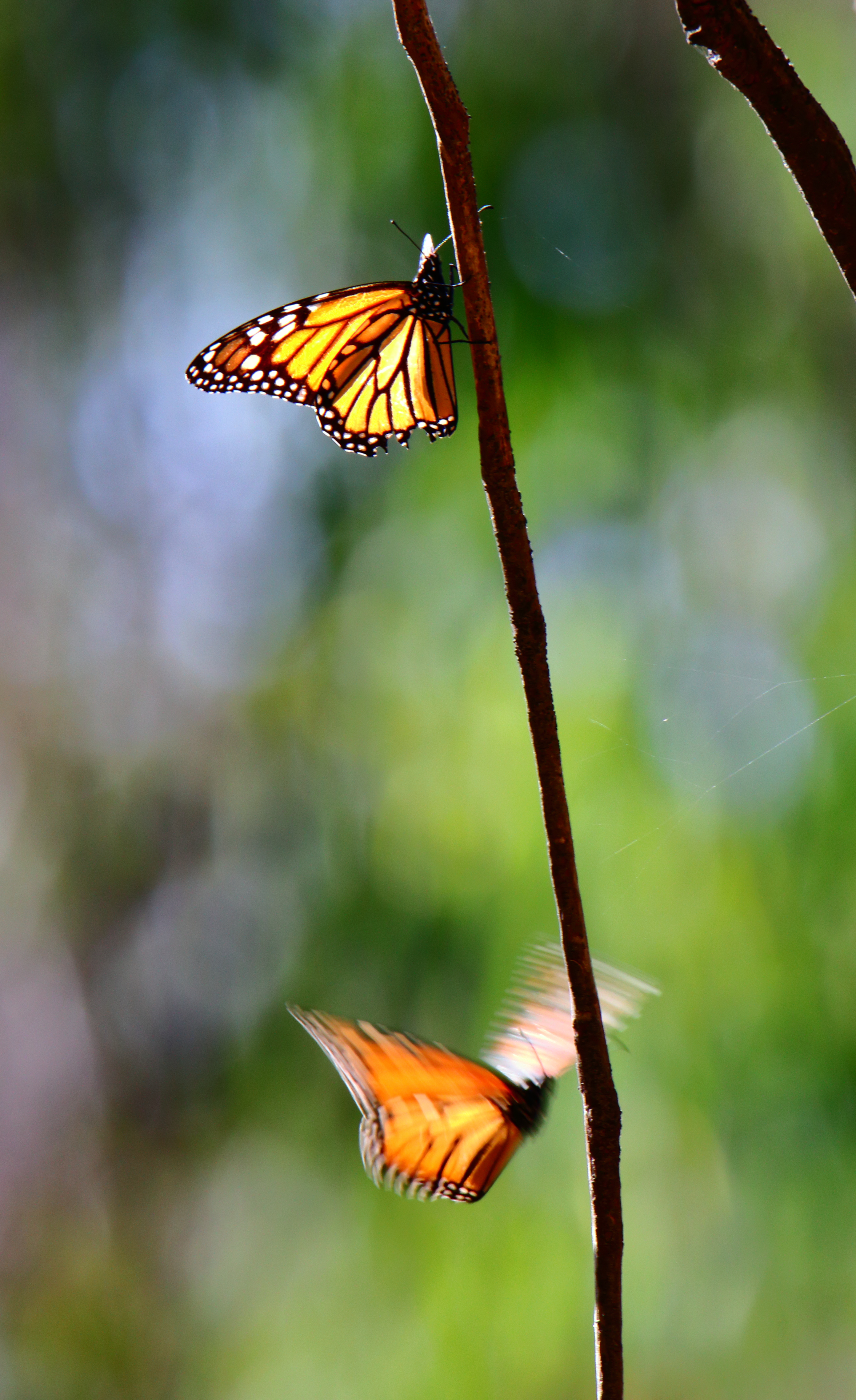 Monarch Butterfly at Natural Bridges SB