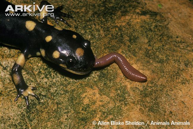 BIO227Fall2015.10: Save the California Tiger Salamander