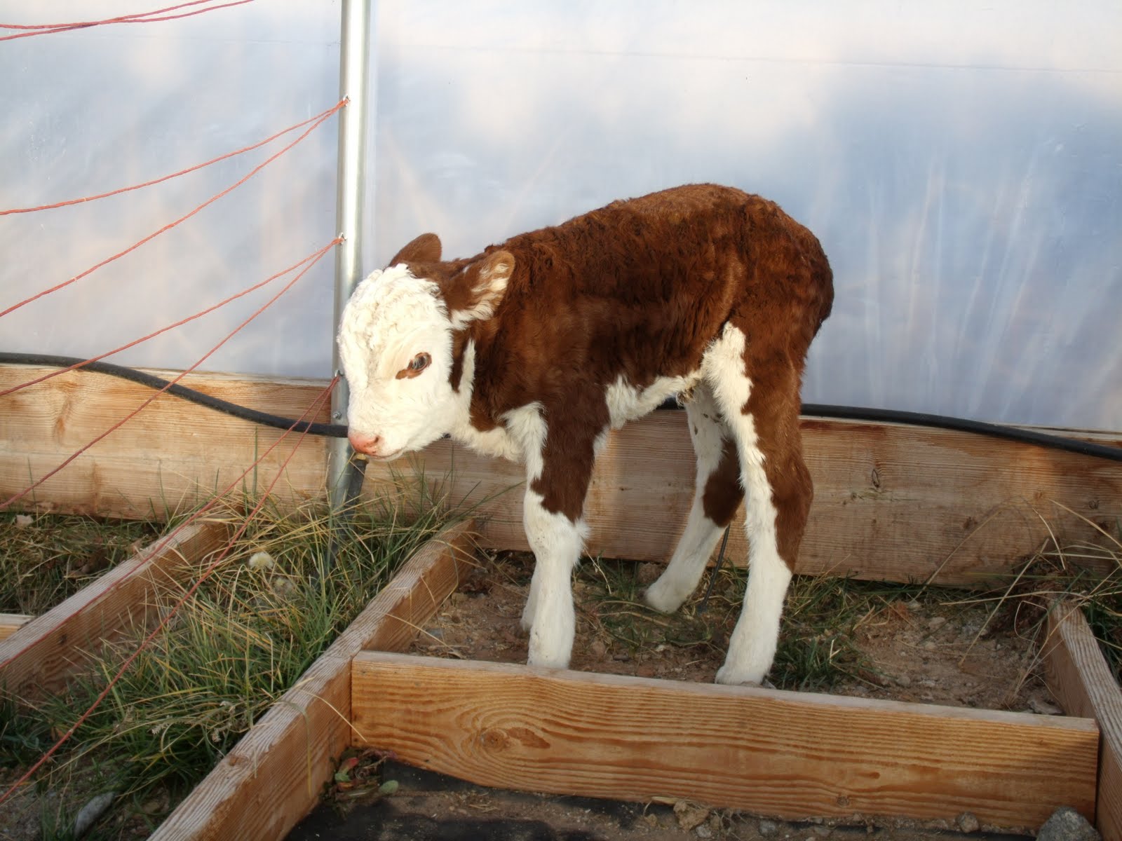 Taylor Fam Baby Calf