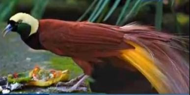 Foto Cendrawasih Merah (Red Bird of Paradise)