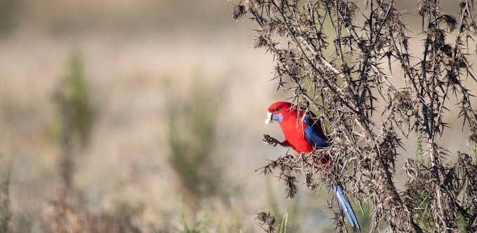Tα ζώδια σήμερα Σάββατο 4 Ιουλίου