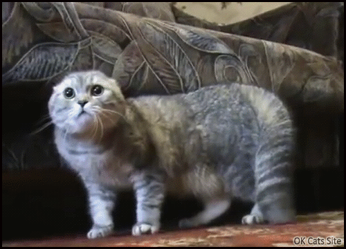 Art Cat GIF • Angry cat says “MEOW!” Funny looking face with tiny ears (but huge tail!) Art Cat GIF • Angry cat says “MEOW!” Funny looking face with tiny ears (but huge tail!)