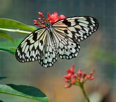butterfly-pictures%2B%25288%2529.jpg
