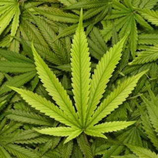 Medical Marijuana Orlando