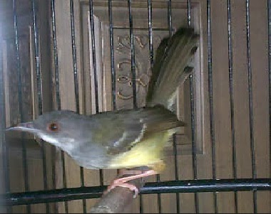 Cara Mengatasi Ciblek Yang Stres