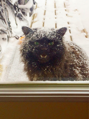 foto de gato queriendo entrara a casa