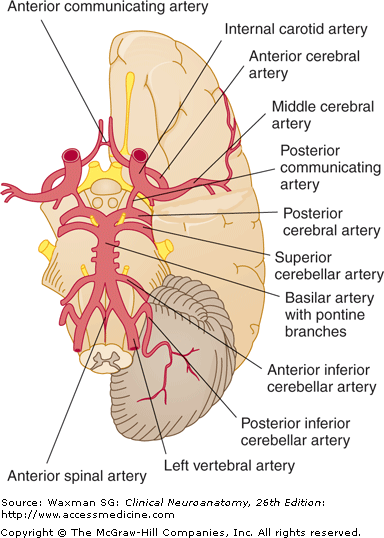 BY 411: Advanced Human Anatomy Blog: Neuroanatomy- Post #5 ... mri zones diagram 