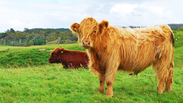 Vacas de Escocia