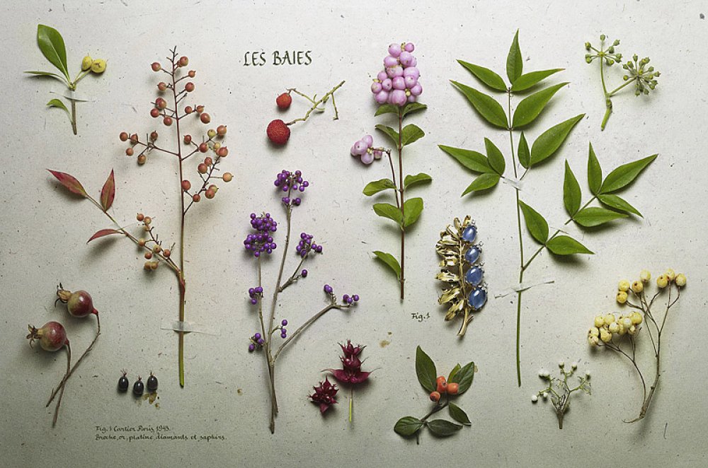 Что такое ботаническая папка в биологии. Эстетика ботаника гербарий. Гербарий травянистых растений. Гербарий цветов с названиями.