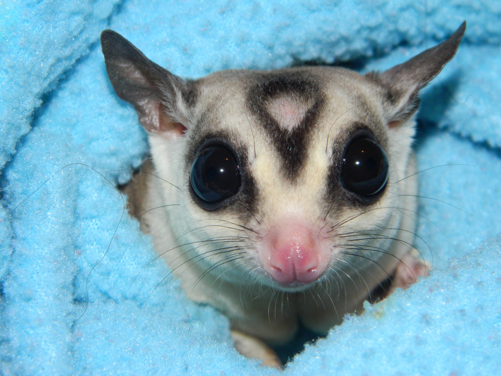 The Compulsive Ramblings Of A Philotherian Sugar Glider Closeup...