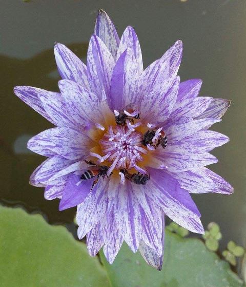 waterlilies, water lily care, 