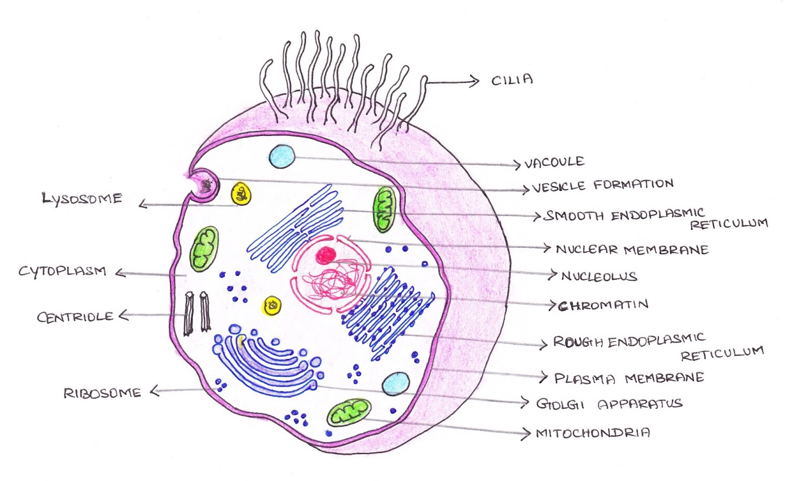 Каждую клетку покрывает. Строение клетки человека. Клетка человека рисунок с подписями. Эукариотическая клетка рисунок. Строение клетки протозоа.