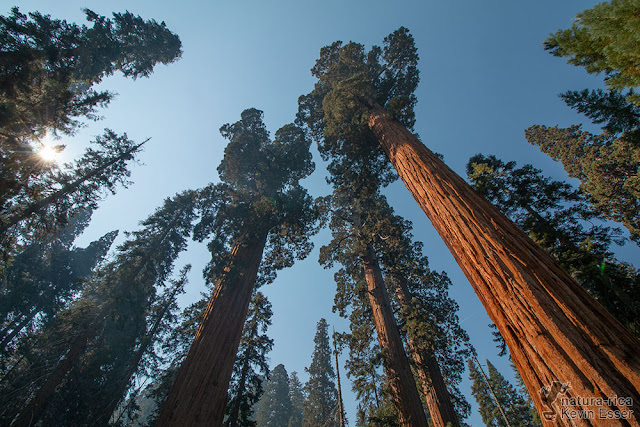 Sequoiadendron giganteum - Giant Sequoia Trees