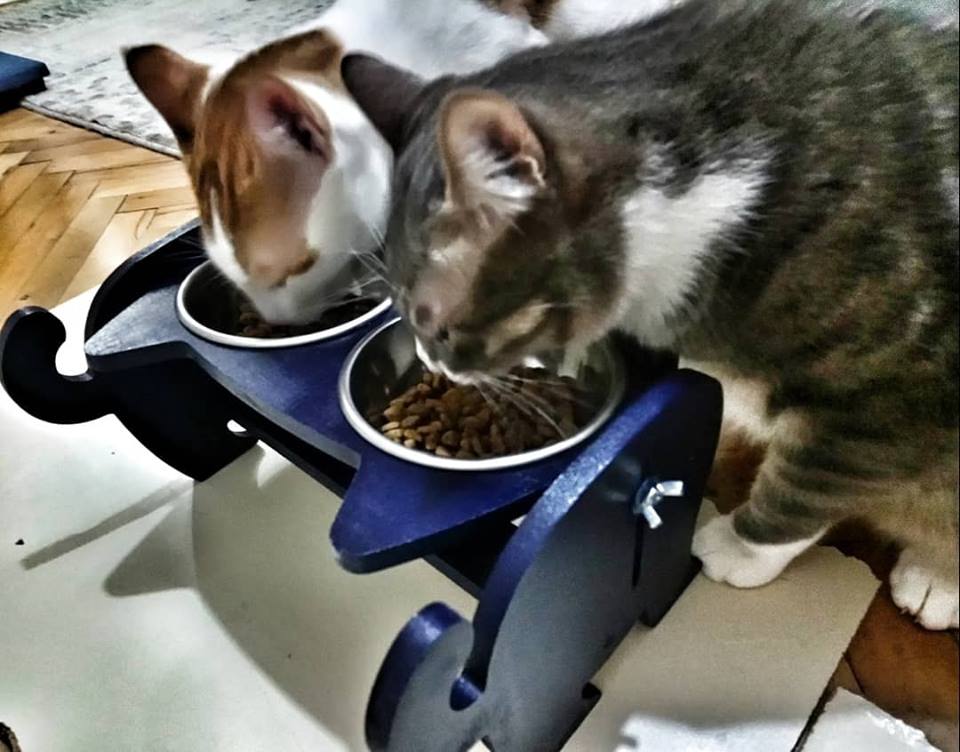 Firuze Ce Kedi Mama Kabi