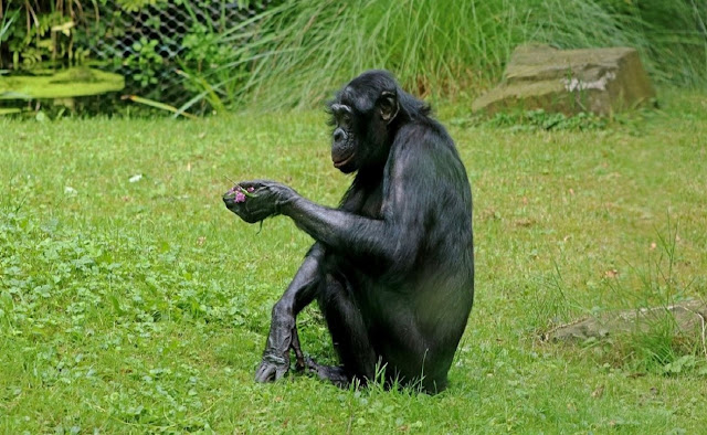 Бонобо наряду с шимпанзе – ближайшие ныне живущие родственники человека. Фото в общественном достоянии.