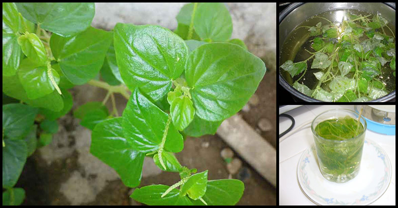 Health Benefits of Pansit-pansitan Or Ulasimang Bato (Peperomia