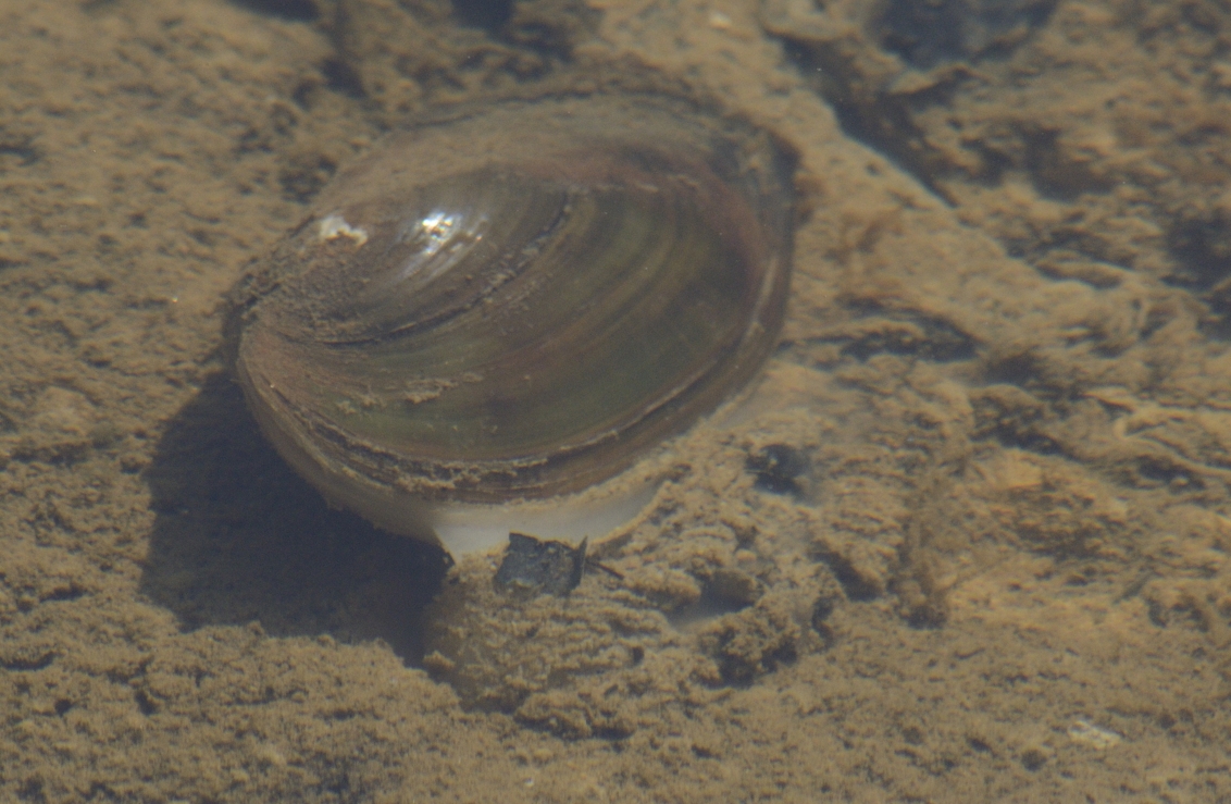 High Virginia Outdoors West Virginia Mussels