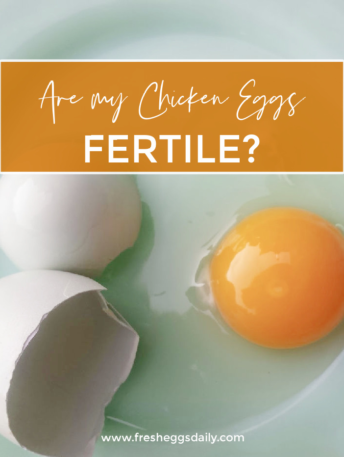 Are my Chicken Eggs Fertile? Fresh Eggs Daily® with Lisa Steele