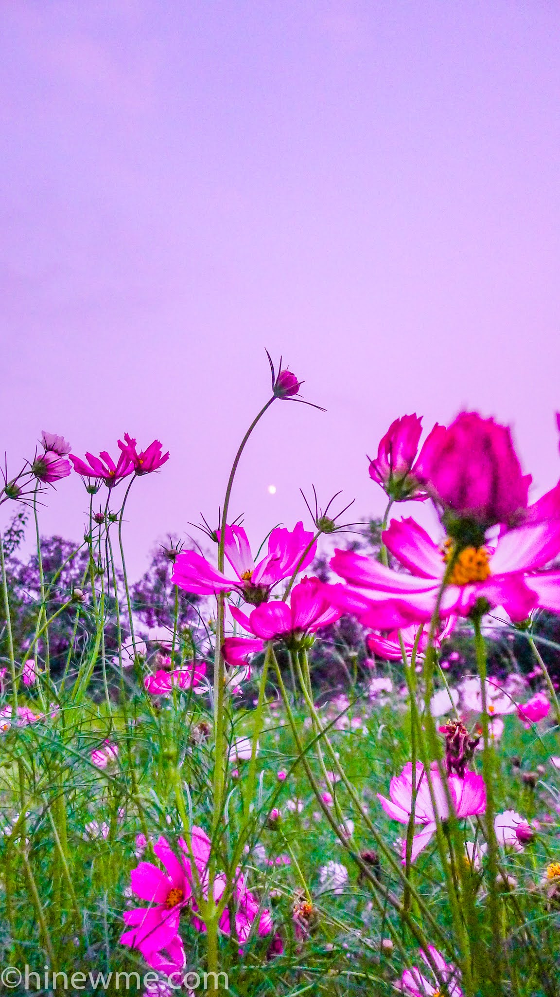 13Flowers photography skill tips，16 flower in the sunshine pictures ...