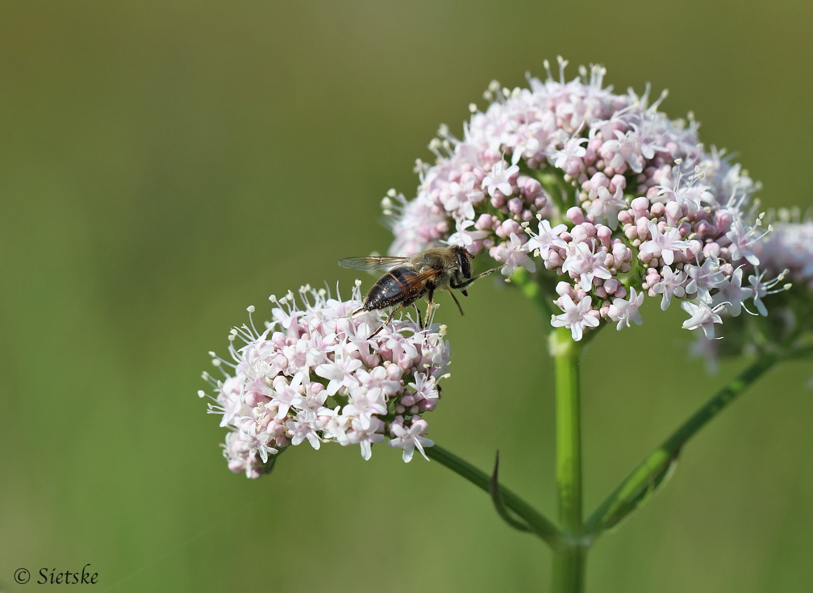 wilg bloem wilde bloemen wilg bloem wilde bloemen