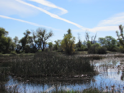 Gray Lodge Wildlife Area California