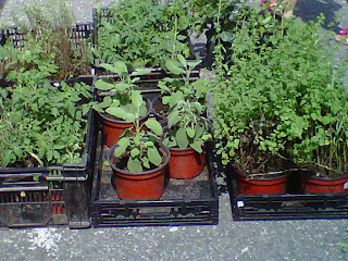 >Ridgewood Farmers Market Opens! RidgewoodFarmersMarket theridgewoodblog7