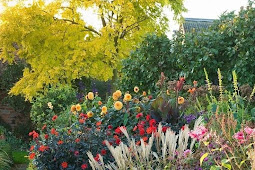 23 Luxury Outdoor Garden Plants Uk