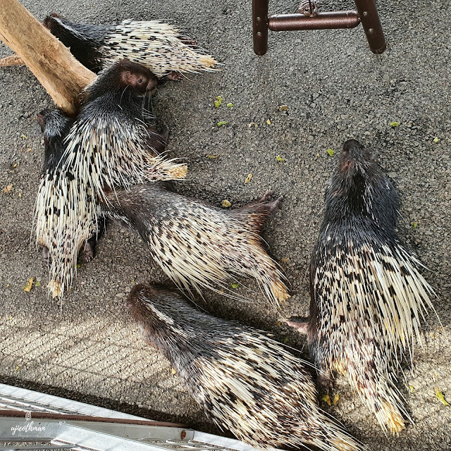 Landak Raya (Malayan Porcupine) Hystrix Brachyura