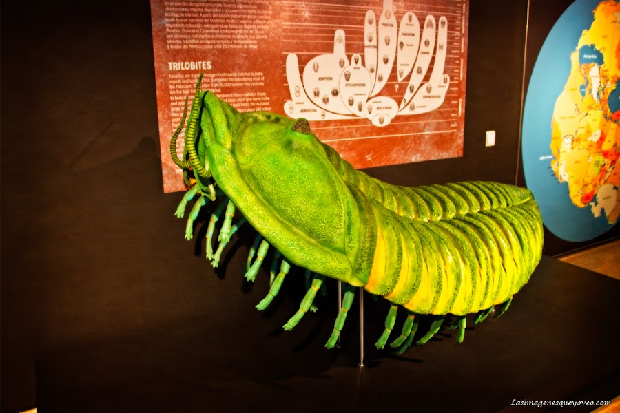 Museo de Paleontología de Castilla la Mancha (MUPA). Tierra de Dinosaurios