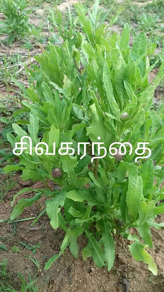 My Health My Wealth Siddha Plants for Medicine