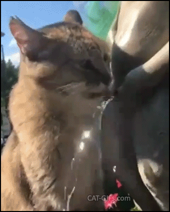 Funny cat GIF • When your thirsty and innocent cat drinks water from Manneken piss statue like Funny cat GIF • When your thirsty and innocent cat drinks water from Manneken piss statue like
