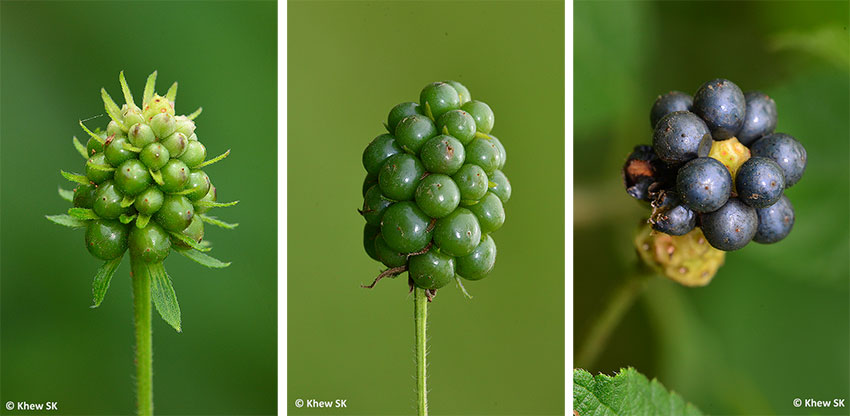 A Photo A Thought Plant European Holly Berries In