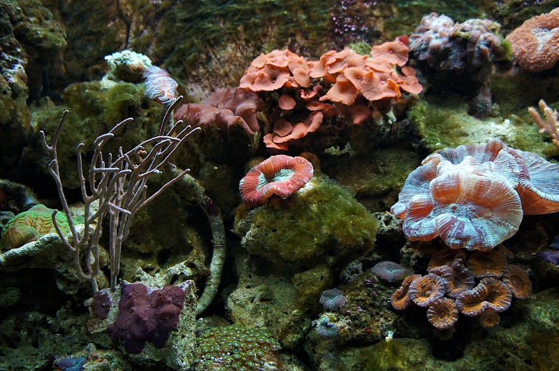 E.B Blue Coral AquariumKL Tower