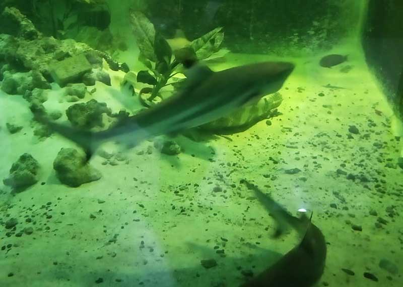 Central Park Zoo Resort Tiket Masuk Wahana Dan Aktivitas Pariwisata Sumut