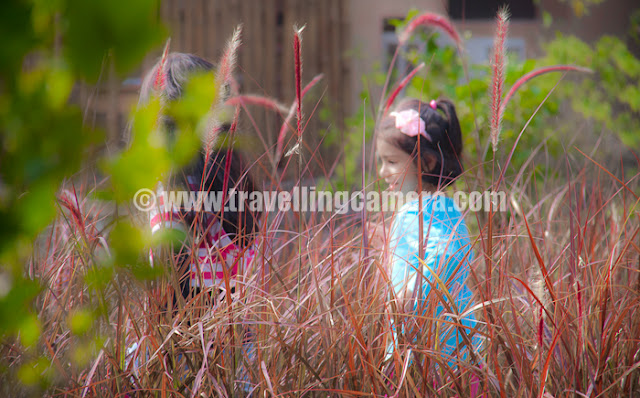 Team outing to Jim Corbett National Park (Tarangi Resort)