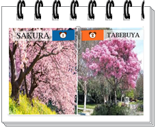 Tabebuya, Bunga pengembang dari utusan Sakura