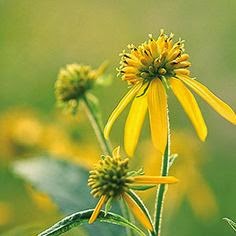 Helenium