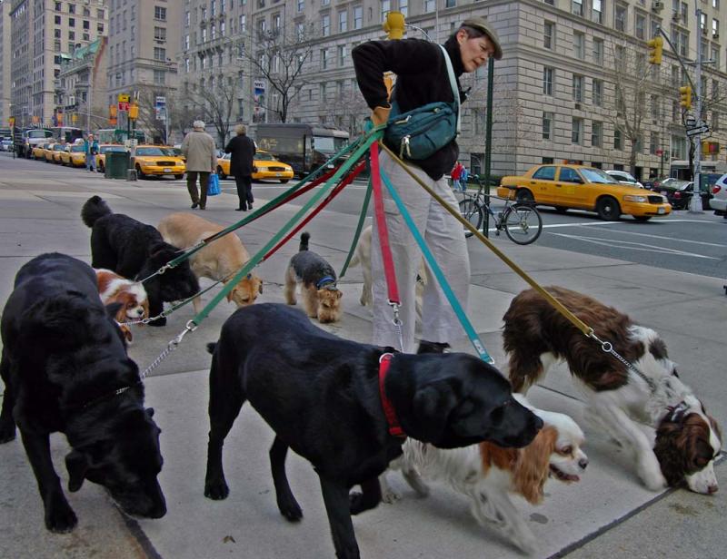 Mesa, AZ Pet Sitting Dog Walking Cat Sitting Play Time Pet Care