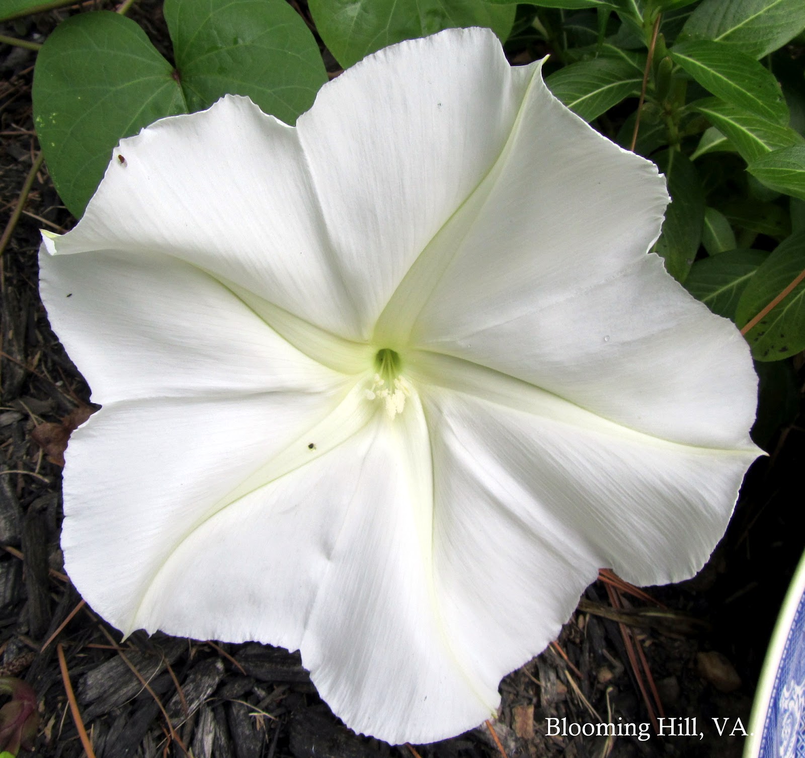 Blooming Hill Lavender Farm By The Light Of The Silvery Moonflower