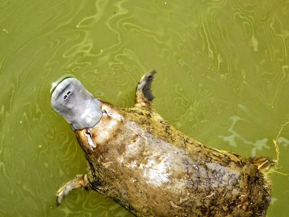 Fieggentrio: Vogelbekdier.