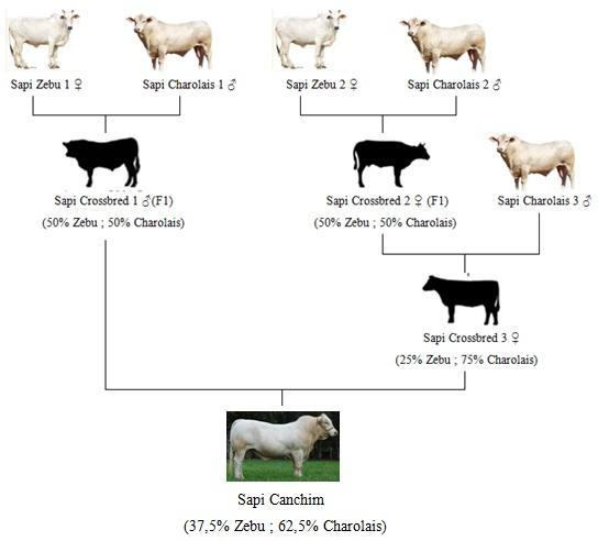 Gambar  . Seleksi pedigree pada sapi