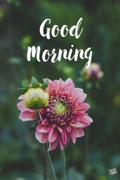 good morning flowers images hd