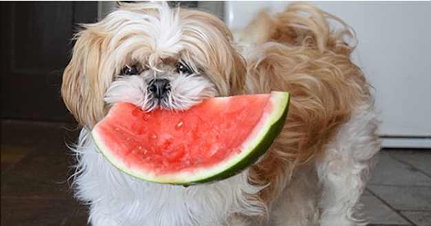 Saiba quais Frutas que o Shih Tzu pode Comer ou Não!