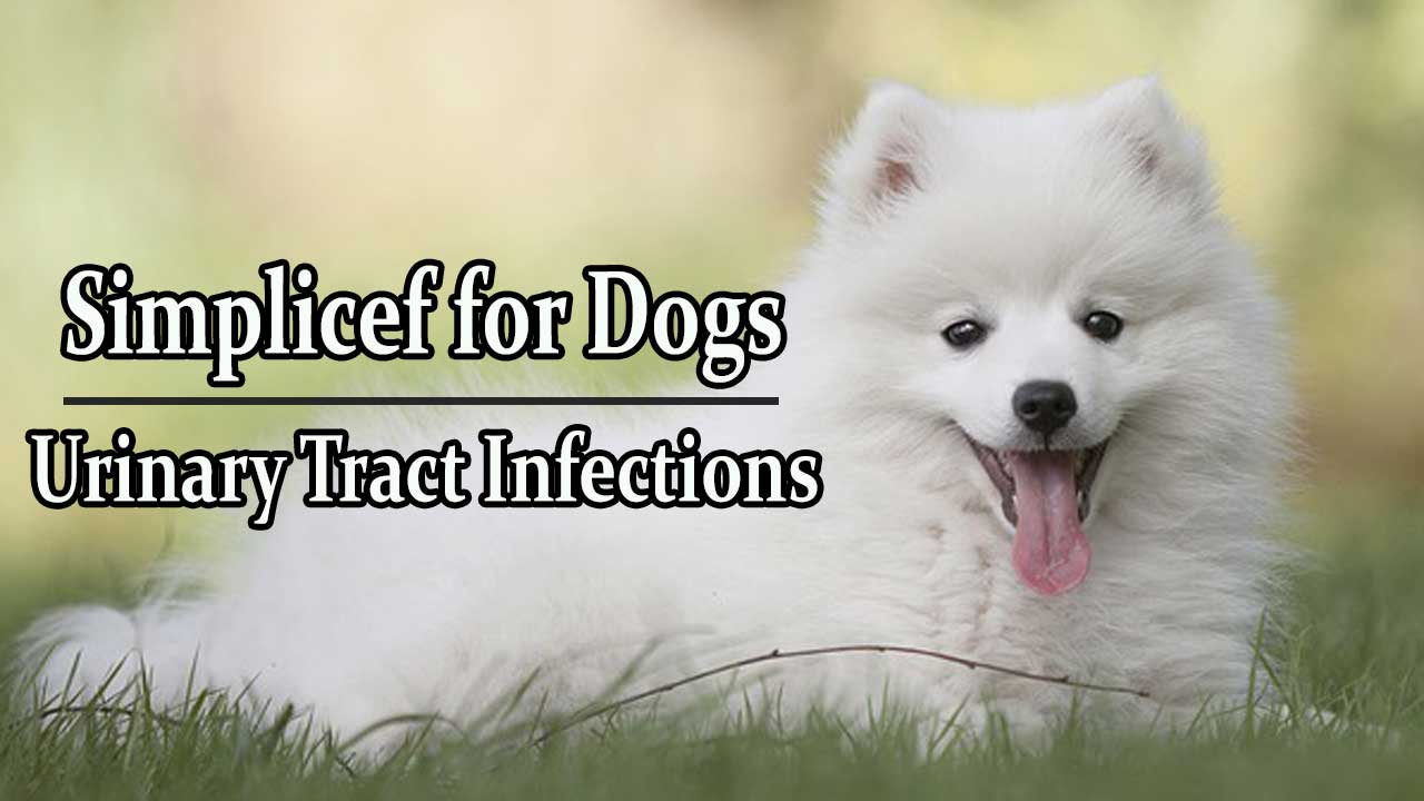 Simplicef For Dogs Urinary Tract Infection UTI in Dogs